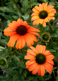 Echinacea 'Tangerine Dream'